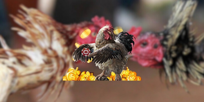 Đá gà SUNWIN hướng dẫn cách tham gia cơ bản