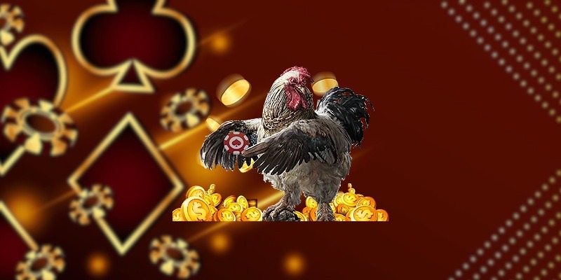 Đá gà SUNWIN sở hữu nhiều giải đấu phát sóng hấp dẫn